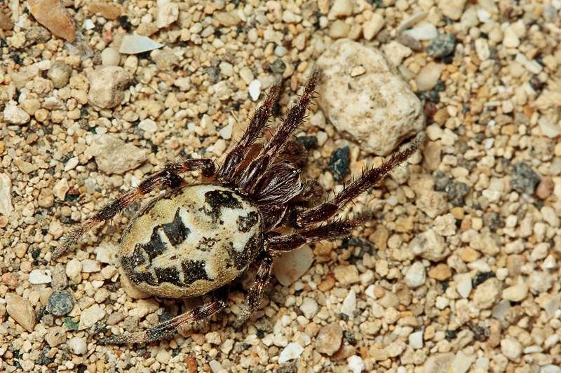 Larinioides cf. suspicax - Malta